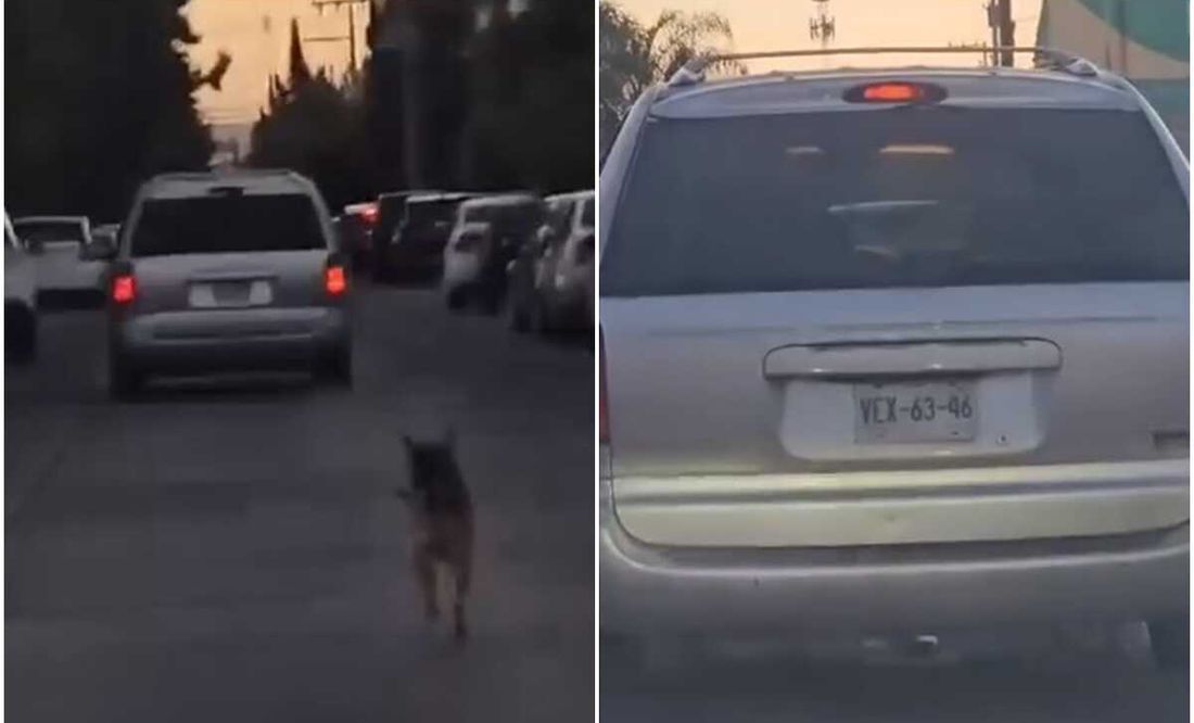 Captan a perrito corriendo tras camioneta tras ser abandonado en SLP;  exigen castigo para el responsable
