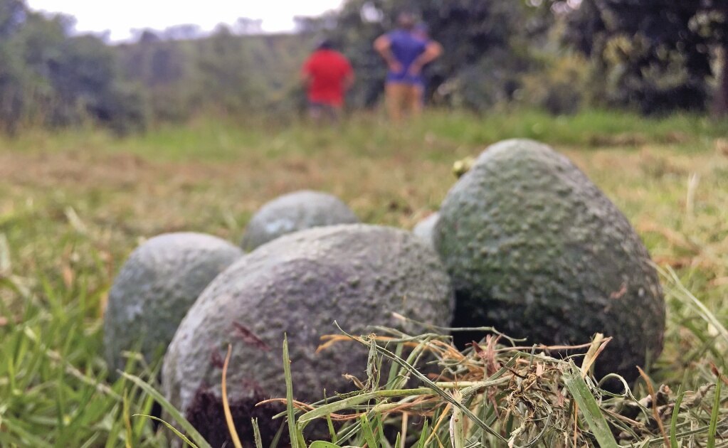 Foto: Archivo. EL UNIVERSAL