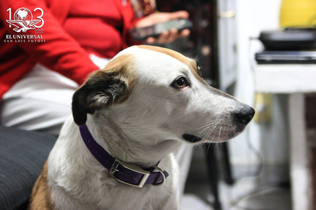 Por ley, animales deben tener garantizado acceso a atención médica y trato digno