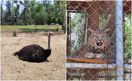 ¿Conoces la UMA del parque Tangamanga de SLP? Estos son los animales que puedes encontrar