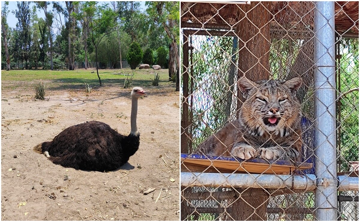 ¿Conoces la UMA del parque Tangamanga de SLP? Estos son los animales que puedes encontrar 