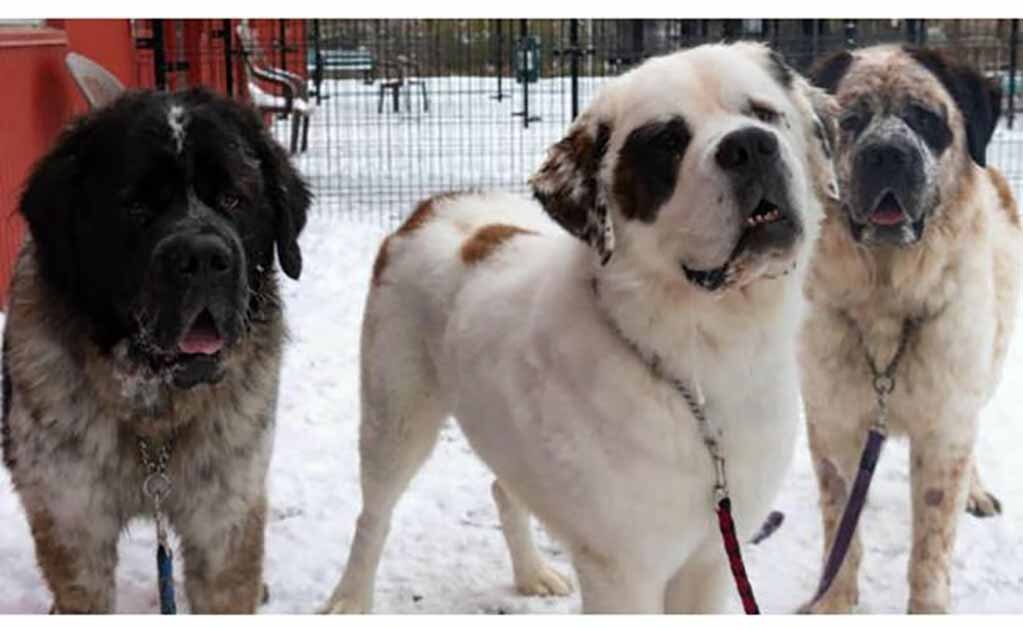 Goliath, Gunther y Gasket, perros raza San Bernardo. Foto: Facebook Edmonton Humane Society