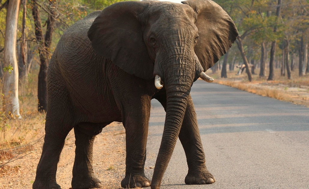 En un mes más de 50 elefantes mueren por la sequía en Zimbabue