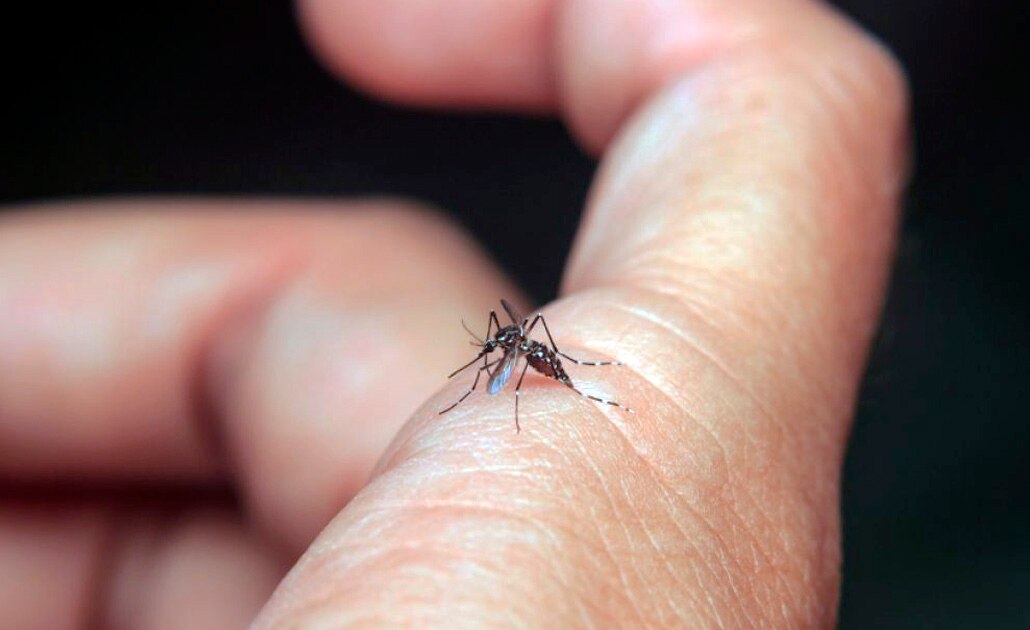 Salud mantiene vigilancia en municipios huastecos por presencia de mosquitos