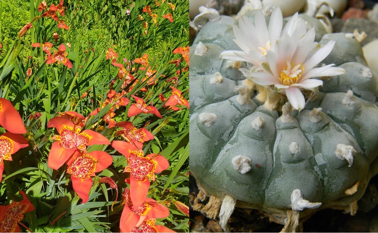 Peyote y Flor de Tigre. Fotos: INAH y Gobierno de México