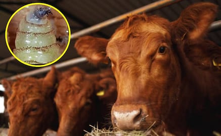 En un mes casos de gusano barrenador podrían extenderse por todo San Luis Potosí