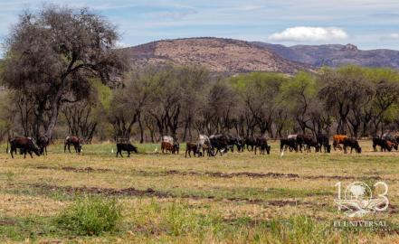 En riesgo, 130 años de tradición taurina