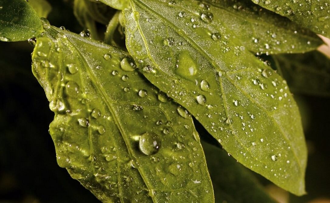 Los quelites son ricos en vitaminas y minerales que ayudan a combatir la gastritis / Foto: Pixabay