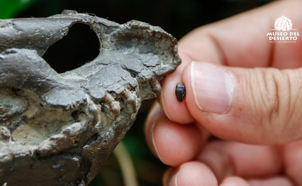 Especialistas mexicanos descubren fósiles de un dinosaurio