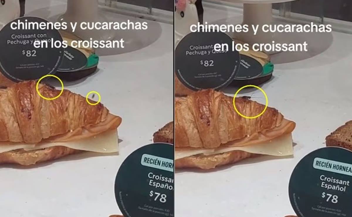 ¿La cucaracha va incluida? Captan en video a insectos entre comida en venta en Starbucks