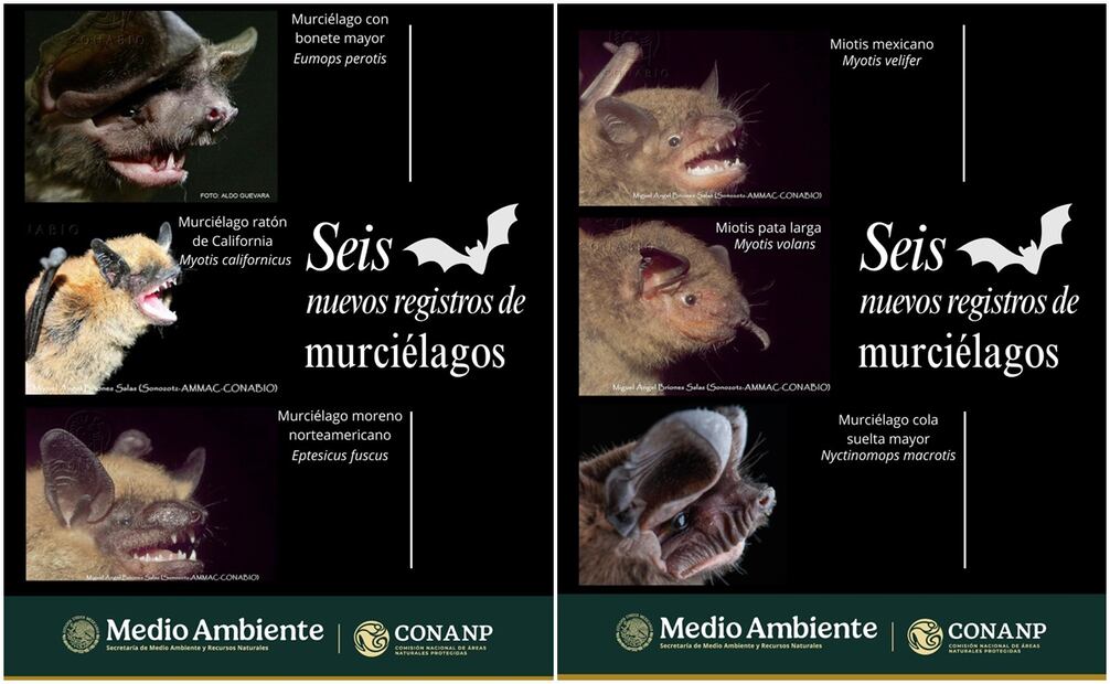 ¡Avance a la biodiversidad! Registran seis nuevas especies de murciélagos en la Sierra de San Miguelito de SLP – El Universal San Luis Potosí