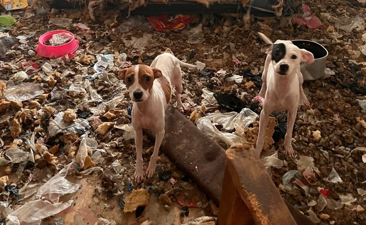 VIDEO: Rescatan a 13 perritos más en segunda inspección a vivienda de San Luis Potosí; ya suman 40