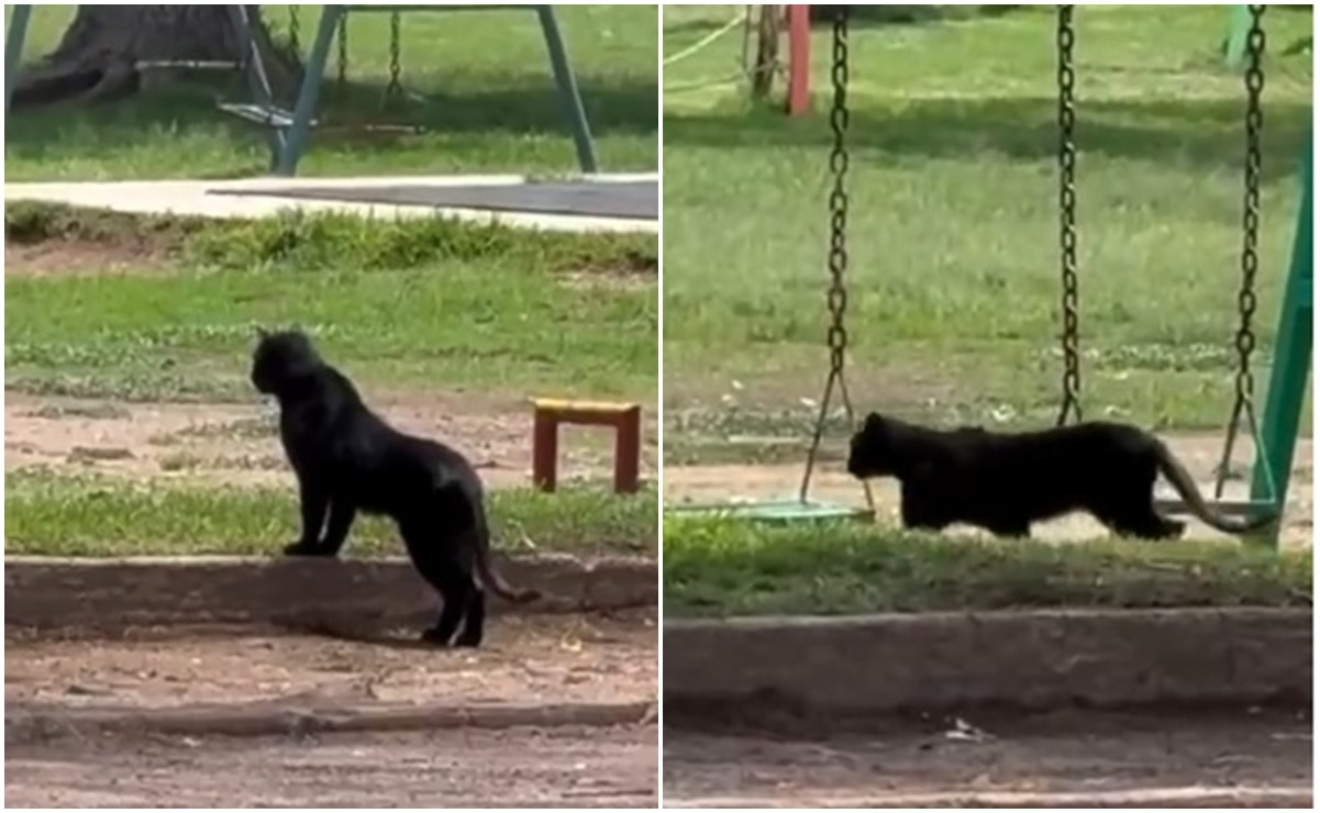¿Era pantera o gato?  Excéntrico felino en el Parque Tangamanga de SLP desata revuelo en redes