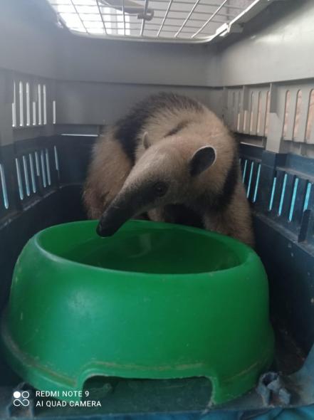 Rescatan en Tamazunchale a un oso hormiguero que estaba siendo traficado