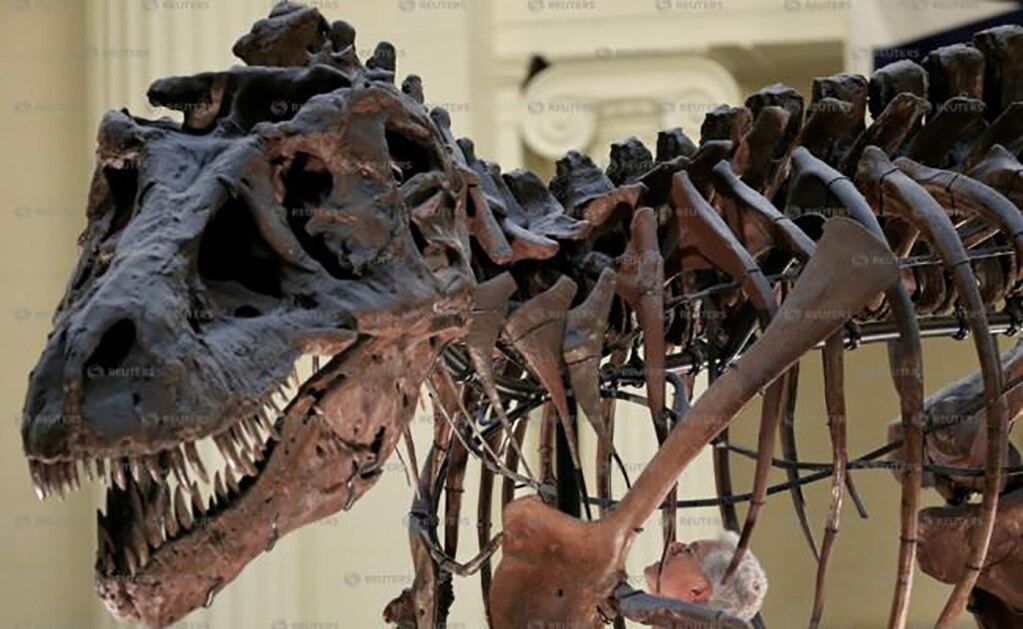 Desentierran restos fósiles de dinosaurio carnívoro en Argentina