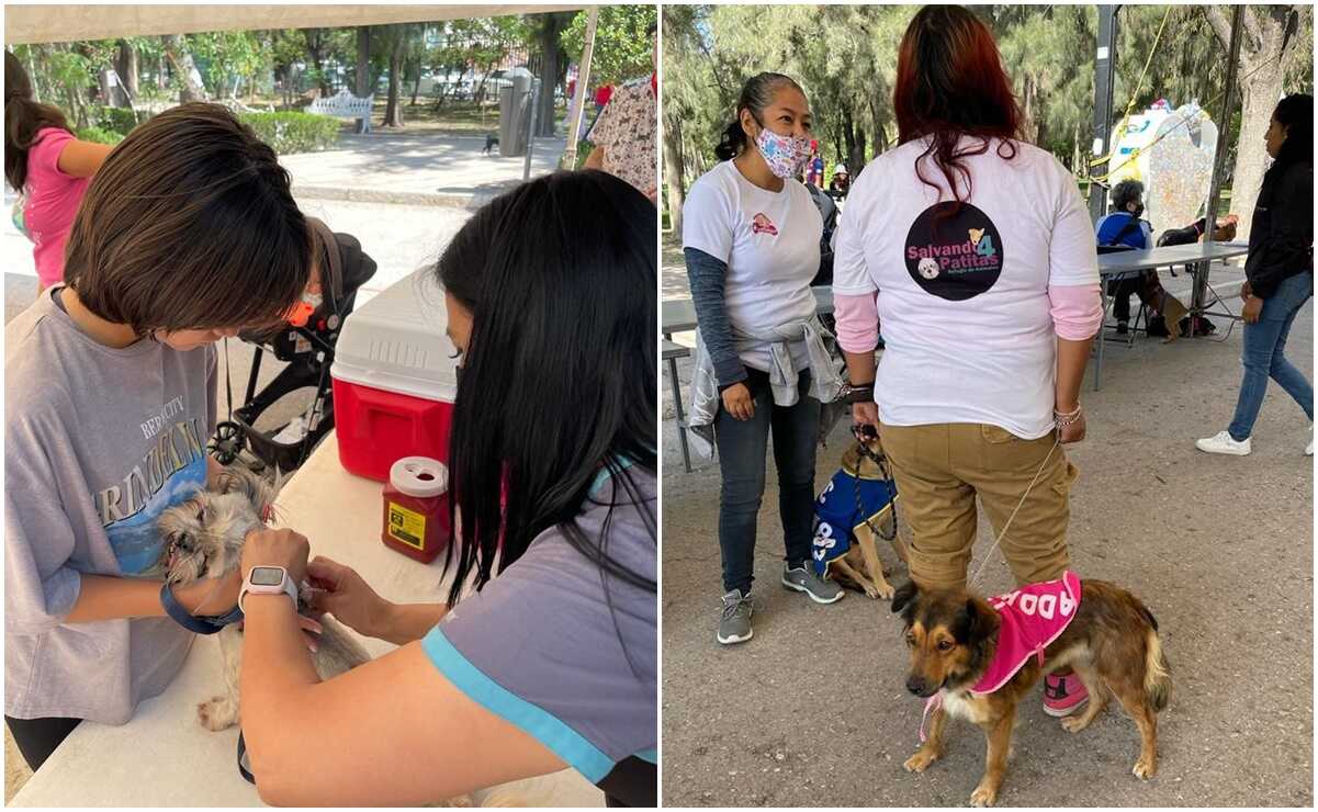 Más de 80 gatos y perros encontraron un hogar en el segundo Festival de Adopción de la capital de SLP