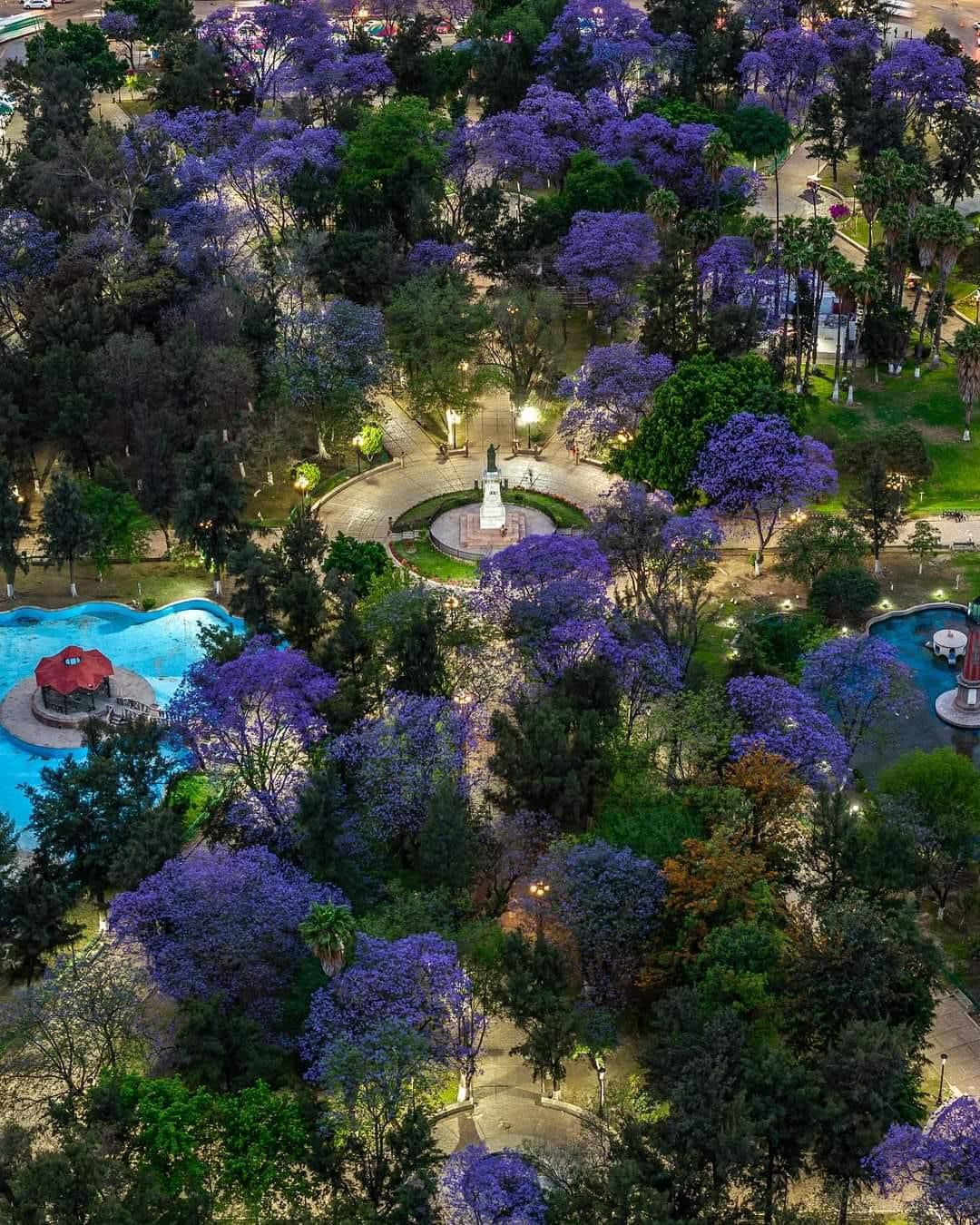 Las jacarandas visten de morado la capital de SLP. Foto: Pirex