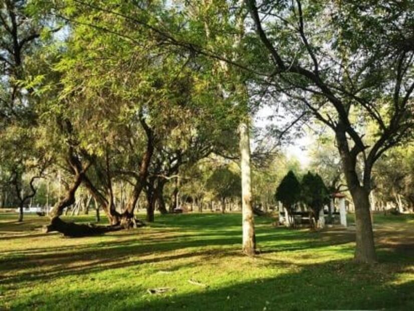 Reportan caída de árboles en la capital potosina por fuertes ráfagas de viento