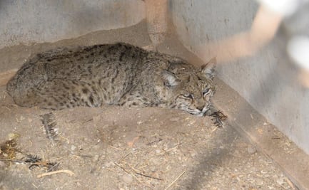 Rescatan a gato montés que deambulaba en ejido de Soledad, SLP; Profepa lo resguarda