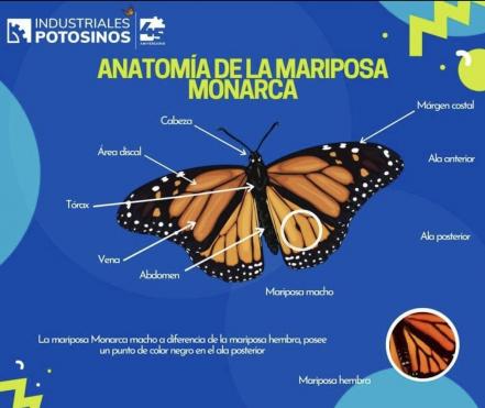 Empresarios de SLP donan algodoncillo, planta vital para las mariposas monarca