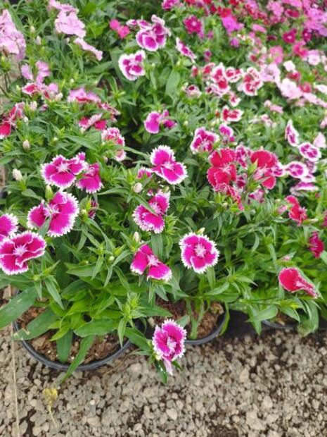 ¡Atención, amantes de las plantas! Llega Festival de las Flores a Soledad