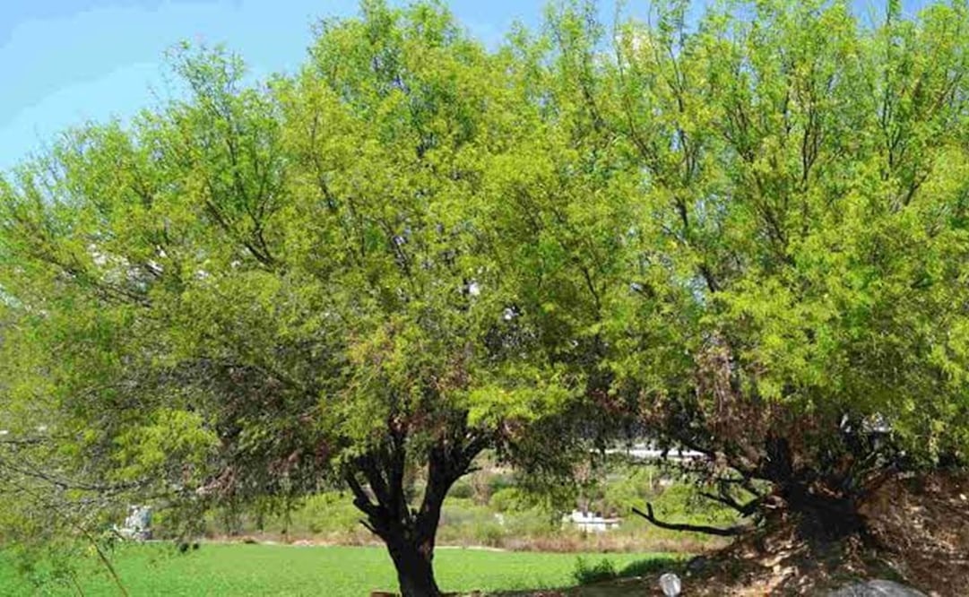 El árbol mezquite es ideal para plantar durante el mes de septiembre. Foto: Especial
