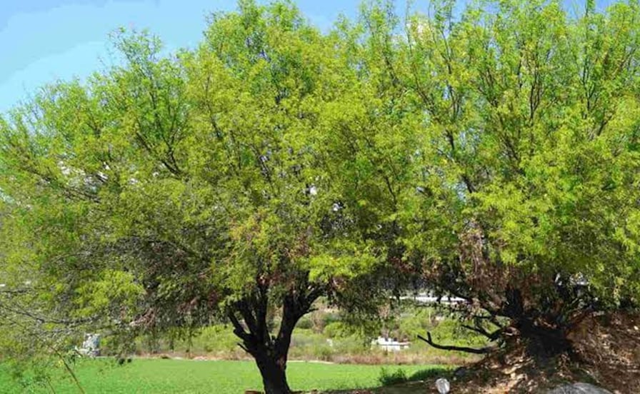 Mezquite, el árbol ideal para plantar en septiembre en San Luis Potosí por todos estos beneficios