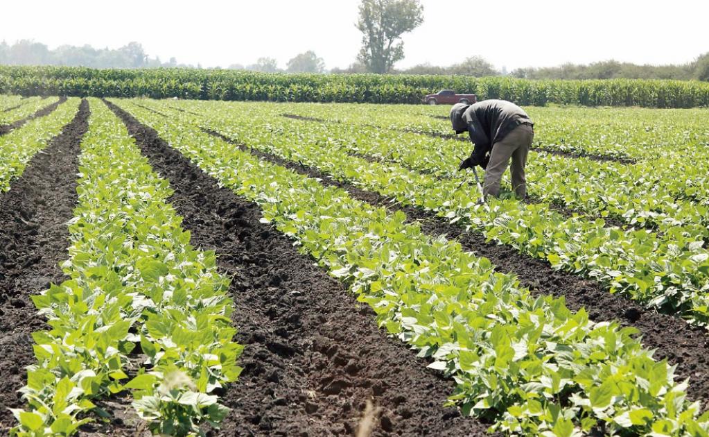 Recorte en presupuesto federal generaría crisis al campo, advierte diputada
