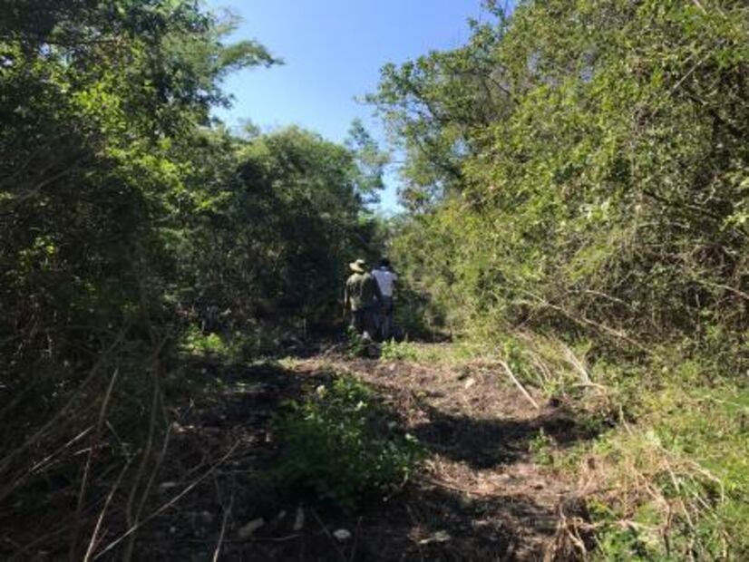 Con equipos caninos, rastrean campos en Ciudad Fernández en busca de tres mujeres desaparecidas