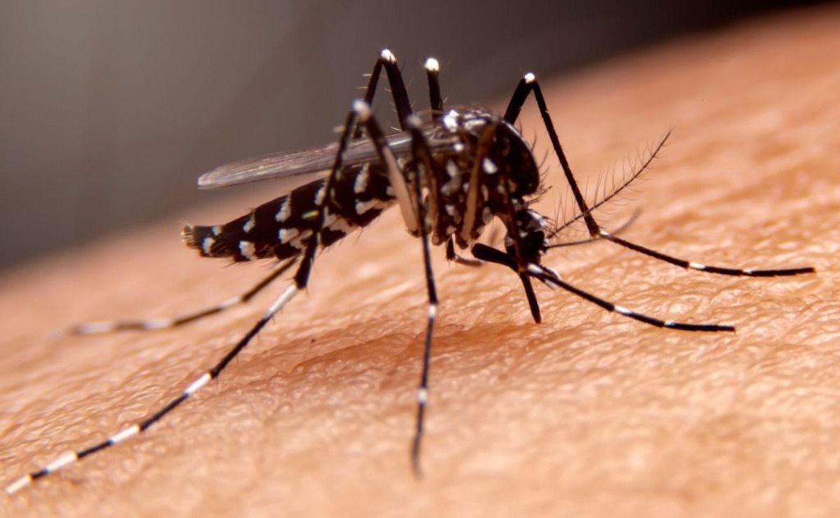 San Luis Potosí suma cuatro casos confirmados de dengue 