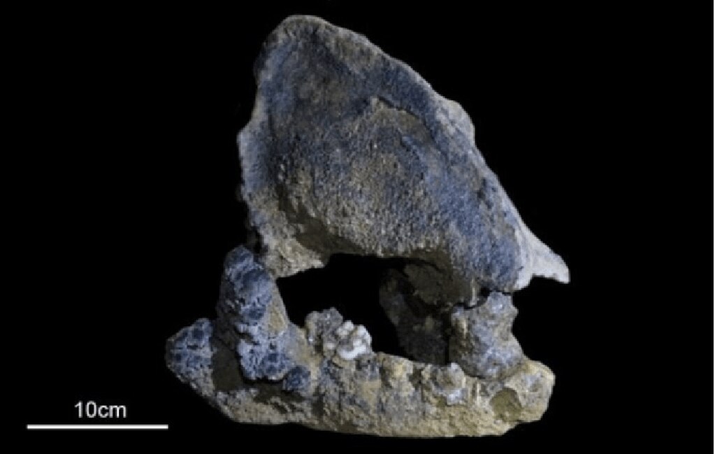 Hallan restos de un panda gigante de 22 mil años