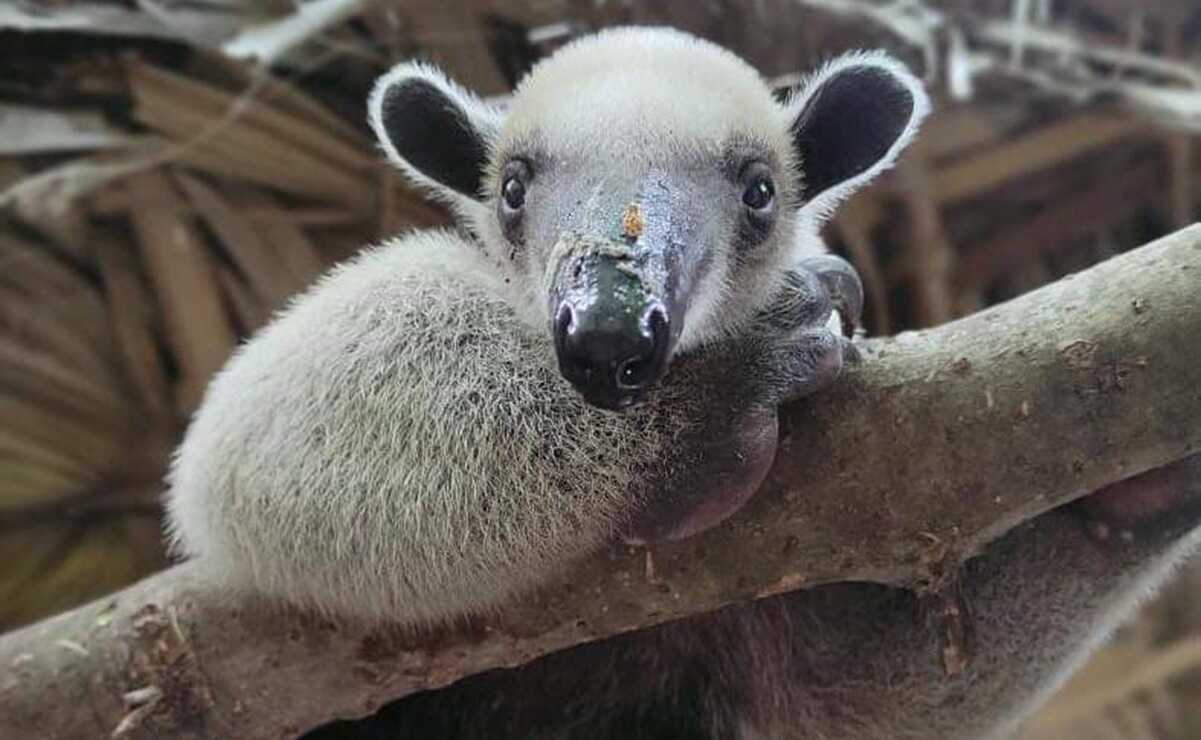 Brujo, el primer oso hormiguero con crianza asistida en SLP que regresará a su hábitat. Foto: Especial