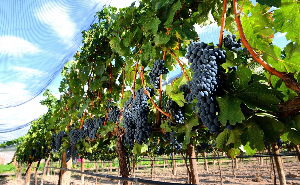 Vinos de San Luis Potosí. Qué viñedos conocer cerca de la capital potosina