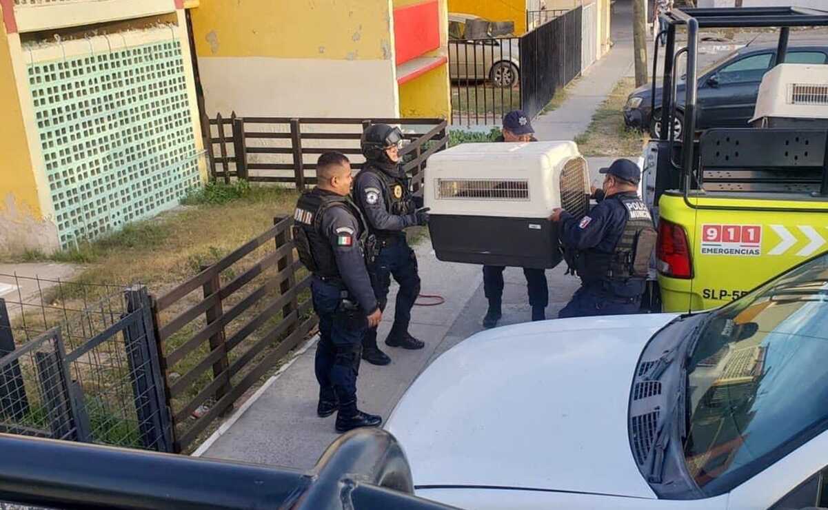 "Están en los huesos". Rescatan a dos perritos en condición severa de abandono en SLP. Foto: Especial