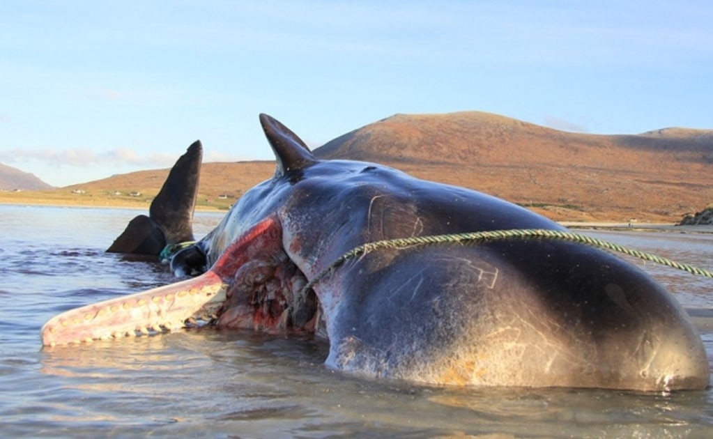 Encuentran un cachalote muerto con 100 kilos de basura en el estómago