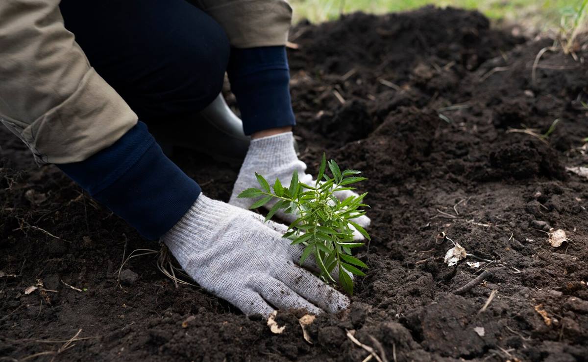 La jornada contempla la plantación de árboles endémicos que no requieren tanta agua como pinos, mezquites y fresnos. Foto: Freepik