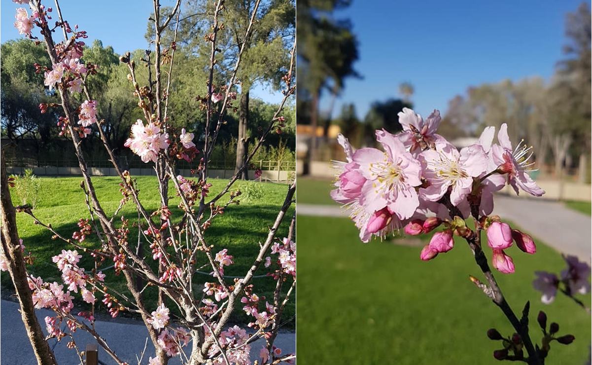 FOTOS: Japón en SLP, florecen sakuras en Jardín Japonés del Parque Tangamanga I