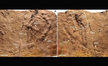 Localizan en China huellas fósiles de animales