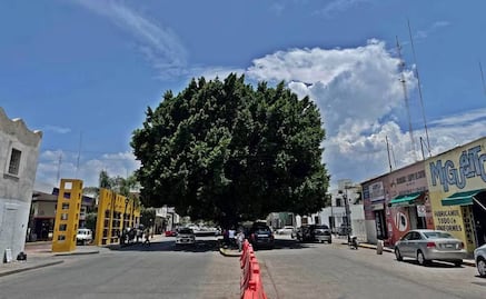 100 árboles más serán reconocidos como Patrimonio Urbano en la capital potosina 