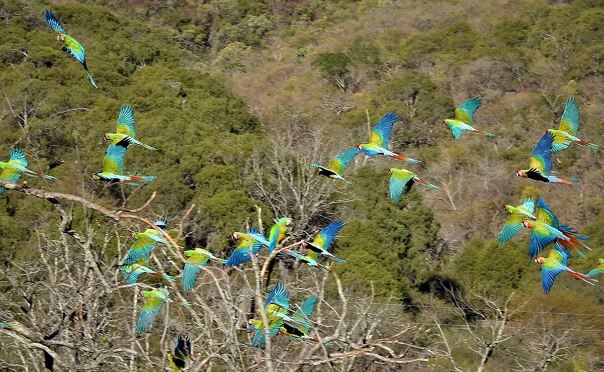 Dónde apreciar el vuelo de guacamayas en la Huasteca Potosina. Foto: Rancho de las Guacamayas