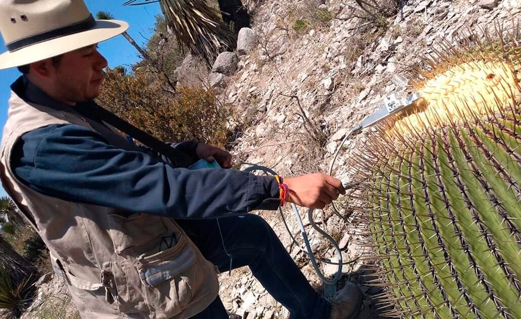 Metales pesados ponen en riesgo la existencia de la biznaga gigante potosina
