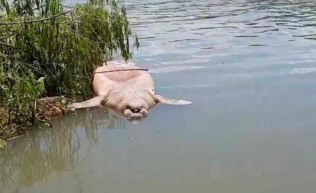 Ríos y lagunas de Tabasco, cementerio de manatíes