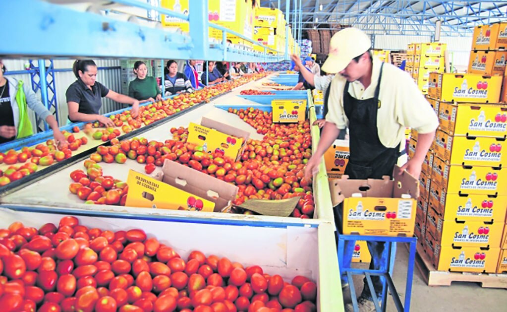 Decepciona a México que EU no quiso negociar acuerdo de jitomate; impone arancel de 17.5%
