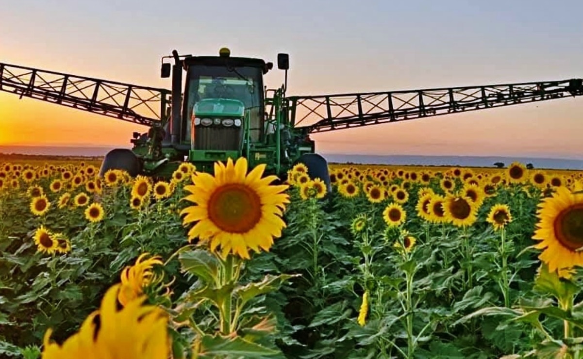Conoce el campo de girasoles mas famoso de la Huasteca en el Rancho Palma Sola, accesible desde Ciudad Valles y la carretera Tampico–Valles. Foto: San Luis Potosí Turismo.