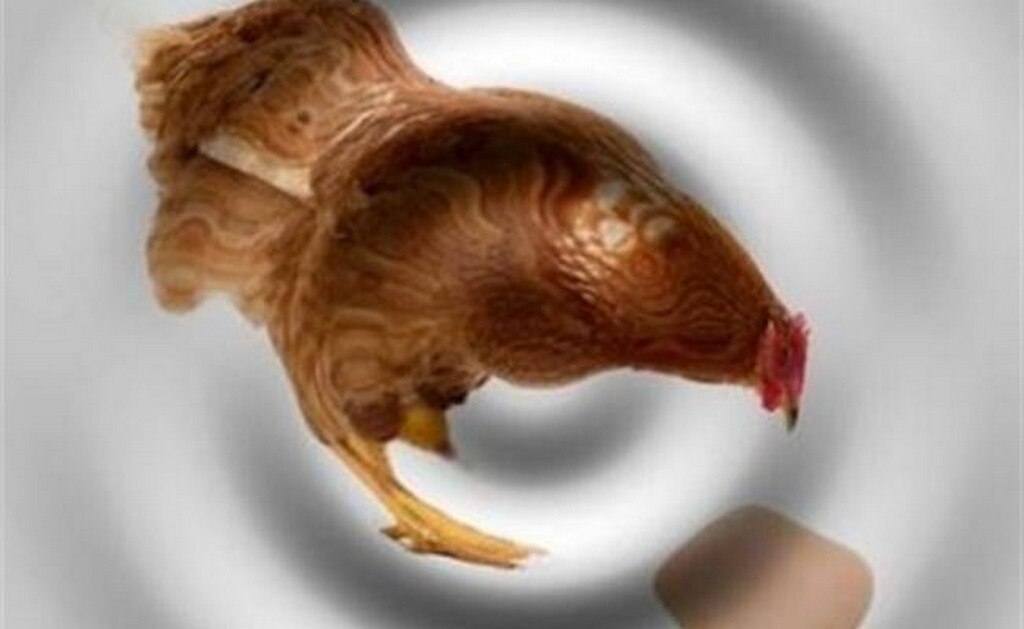 La física cuántica responde qué fue primero el huevo o la gallina