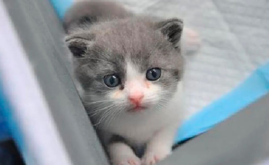 Nace Garlic, el primer gato clonado de China