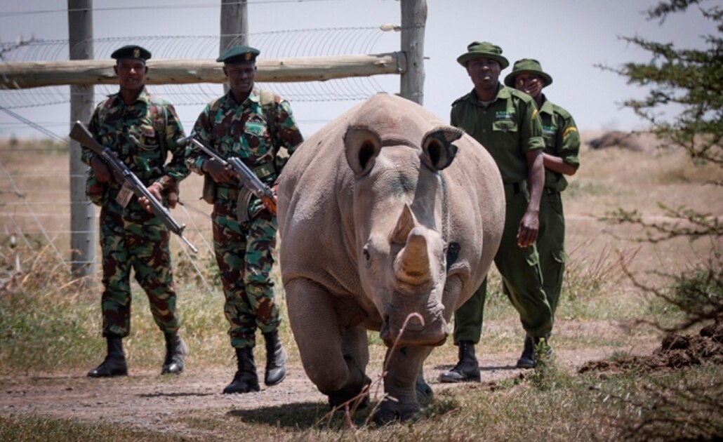 Extraen óvulos de rinoceronte blanco para intentar salvar especie