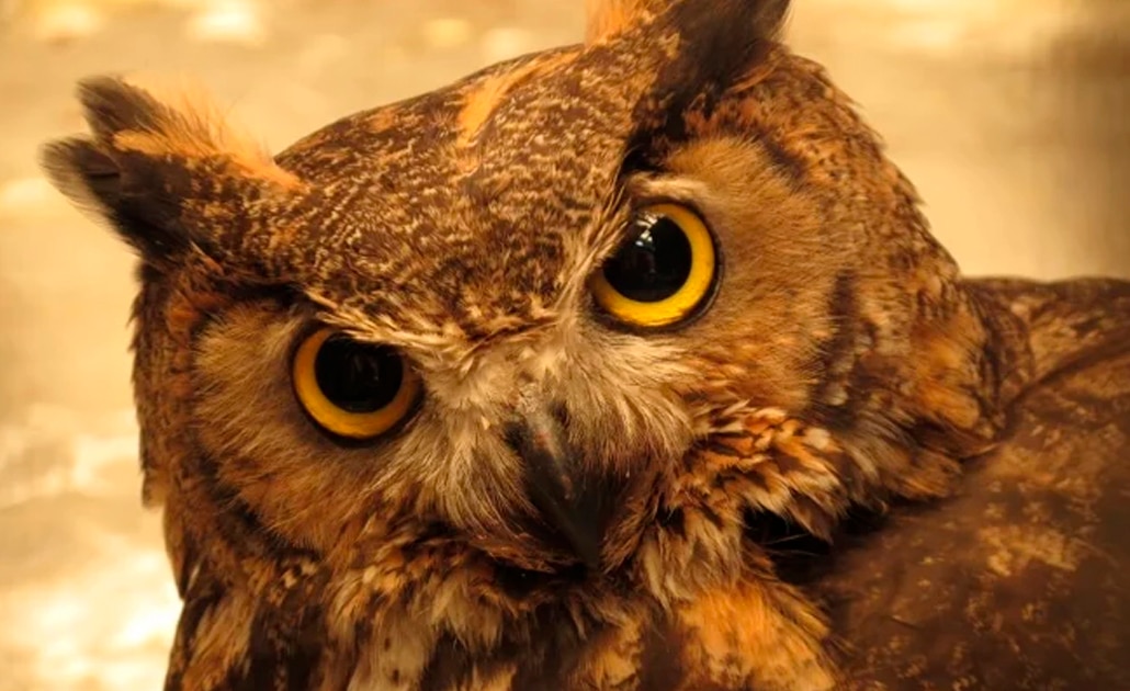 Ciudad en EU paga a quienes permitan que búhos vivan en sus casas