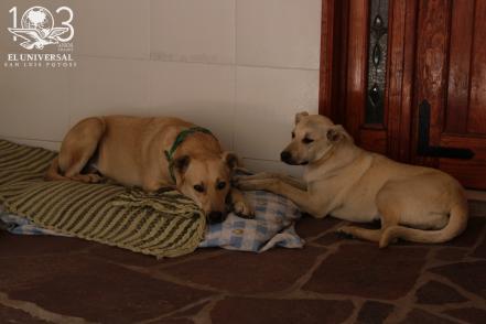 Programa Animal Comunitario en SLP