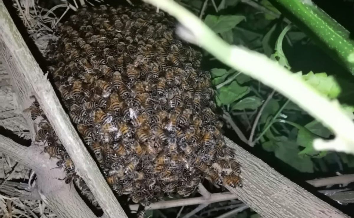 Alerta PC de Soledad ante riesgos por enjambres de abejas en algunas zonas